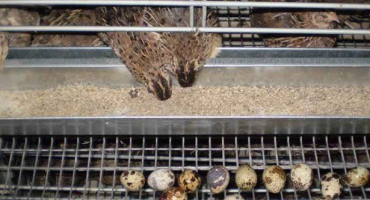 Jak krmit křepelky doma?